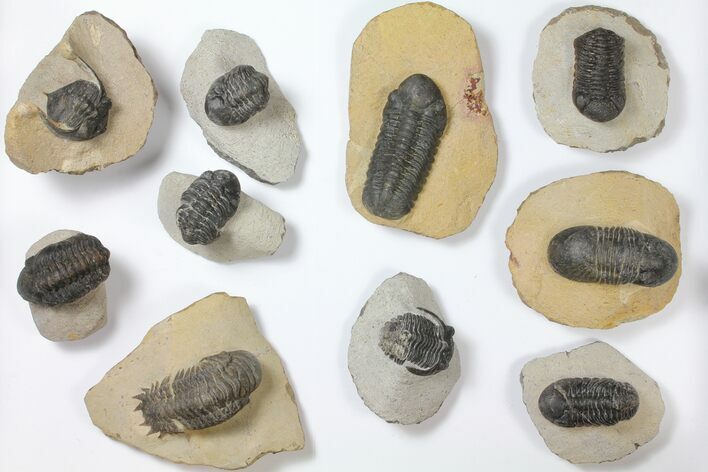 Lot: Assorted Devonian Trilobites - Pieces #119718